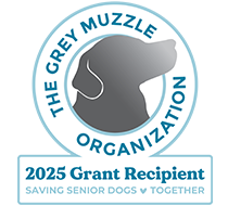 grey muzzle